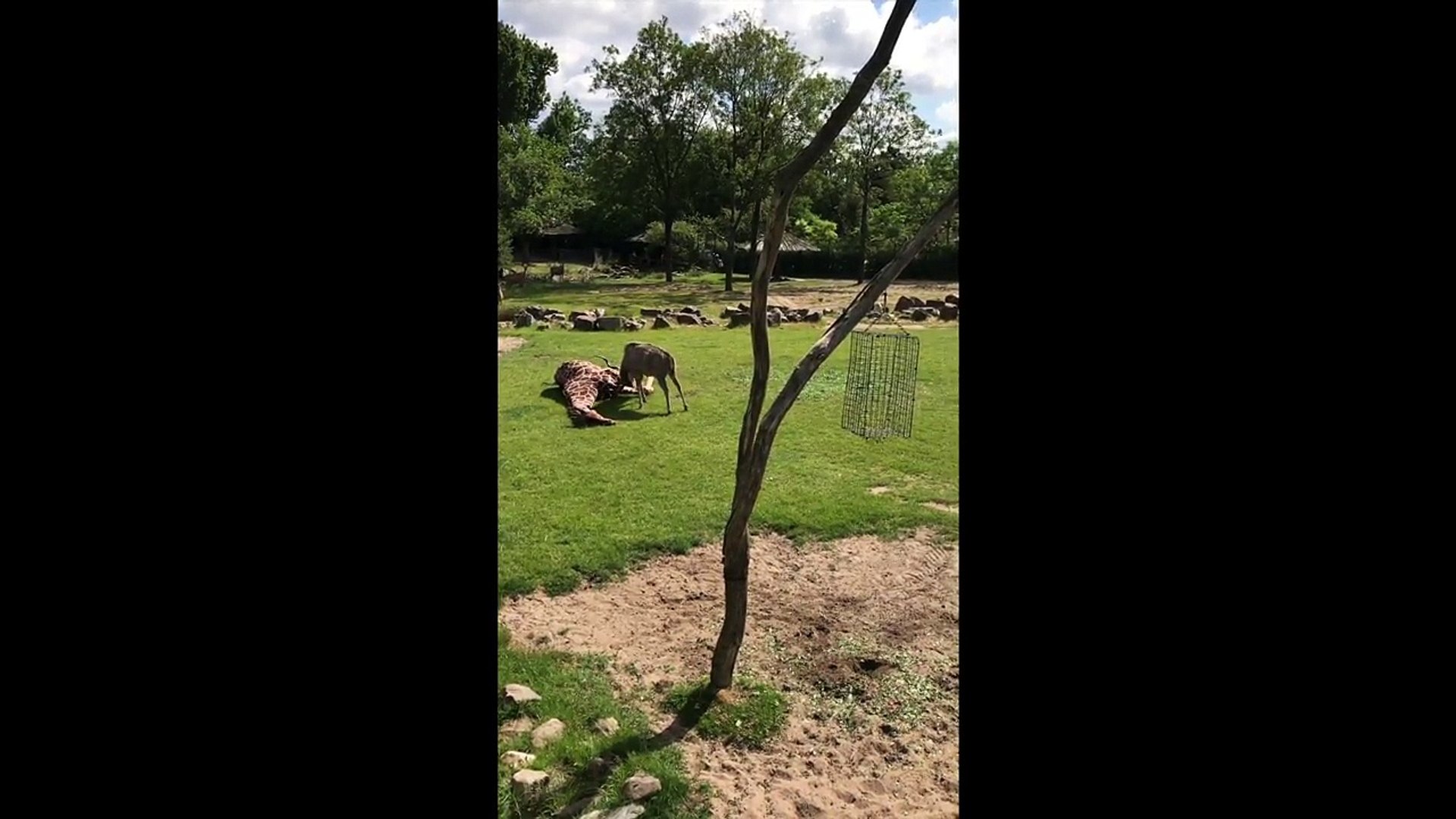 A giraffe attacked by a antelope at the Rotterdam Zoo
