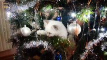 Cats vs. Christmas Trees Compilation 2016 - 201