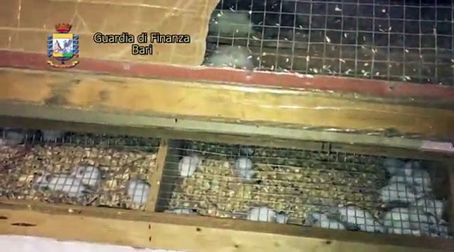 Sequestrati a Molfetta più di 300 animaletti esotici in cattive condizioni, persino piccoli esemplari di squalo