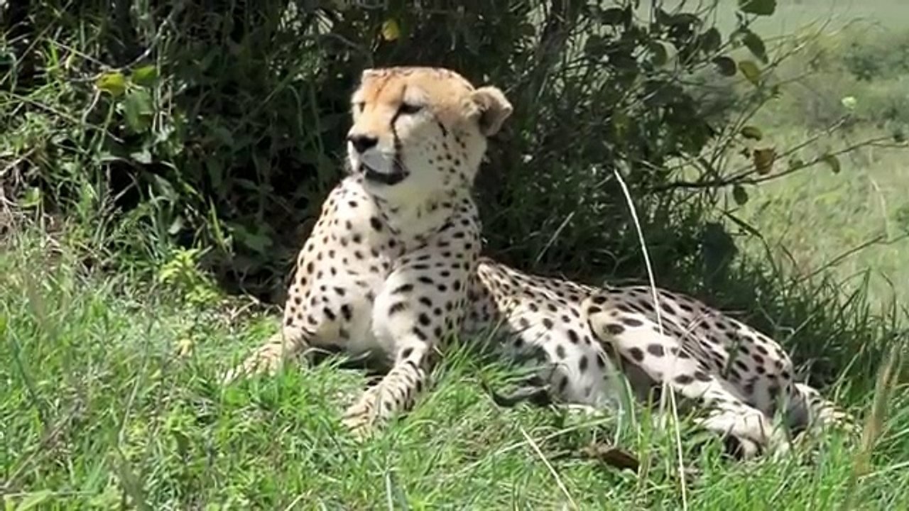 Kenya Safari Part I - Masai Mara National Reserve - Natural Variation Safaris