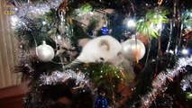 Cats vs. Christmas Trees Compilation 2016 - 2017 [N