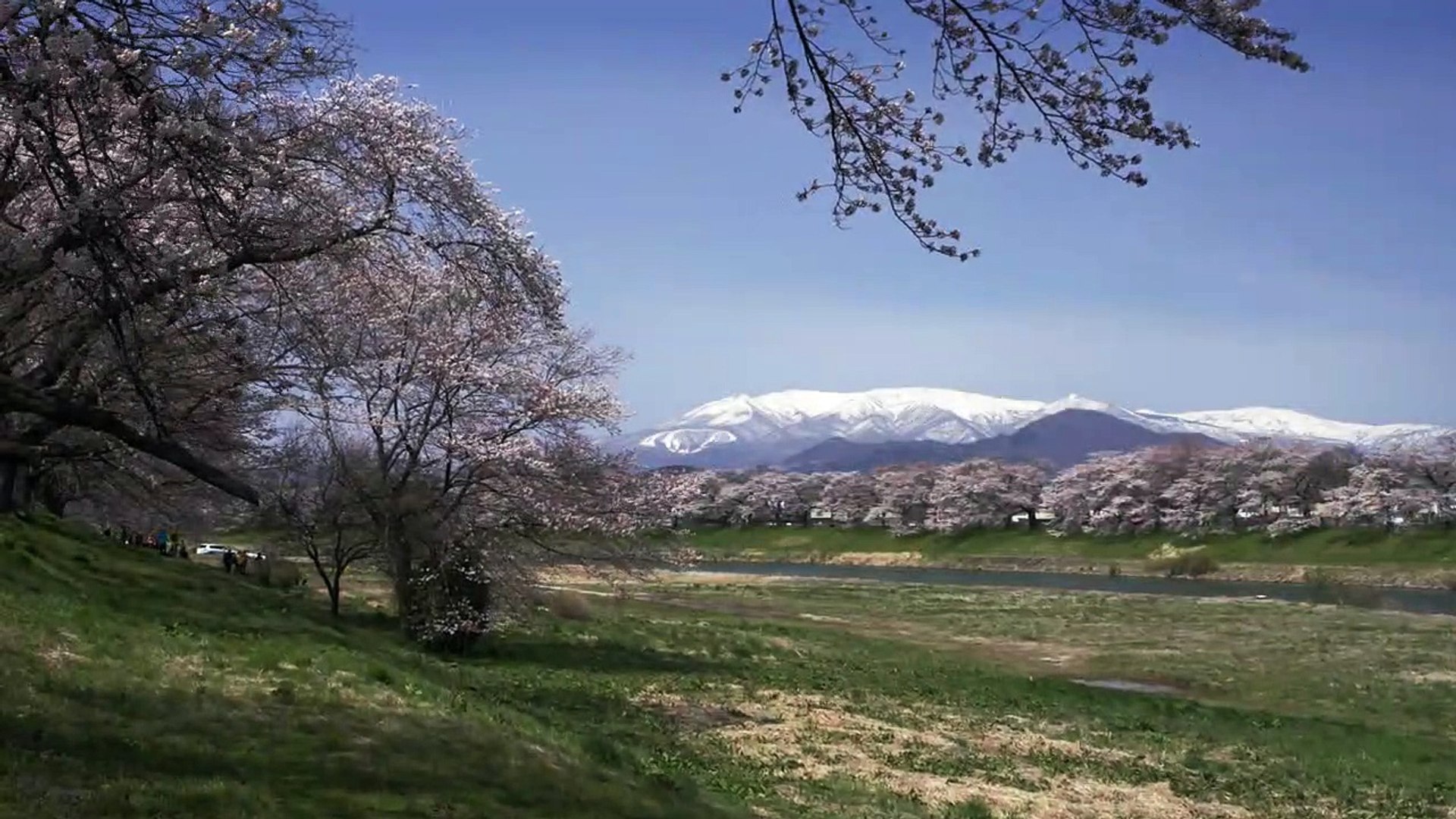 Sakura Stream in Tohoku, Japan 4K (Ultra HD) -