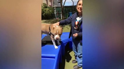 Adopt Sonny!    Pit Bull Mix    Adoption F