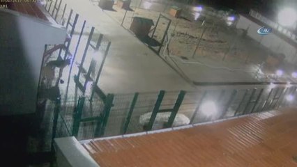 Şikayet Üzerine Elinden Alınan Dogo Arjantin Cinsi Köpeğini Barınaktan Böyle Geri Aldı