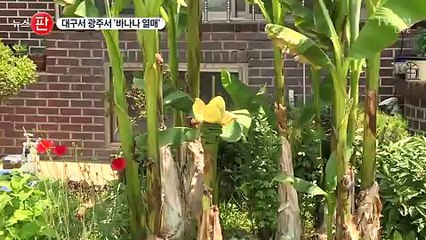 TV조선 뉴스 판.170615 -2