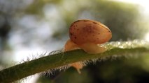 Video Shoot Macro Snail by Phone Xiaomi Mi4i