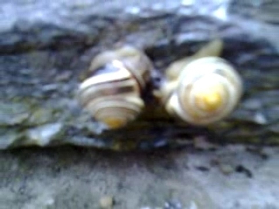 accouplement escargots par nicolas hulot (cochekiller)
