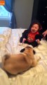 Kenaqesi dhe pjese e jetes - Qeni duke luajt me femijen