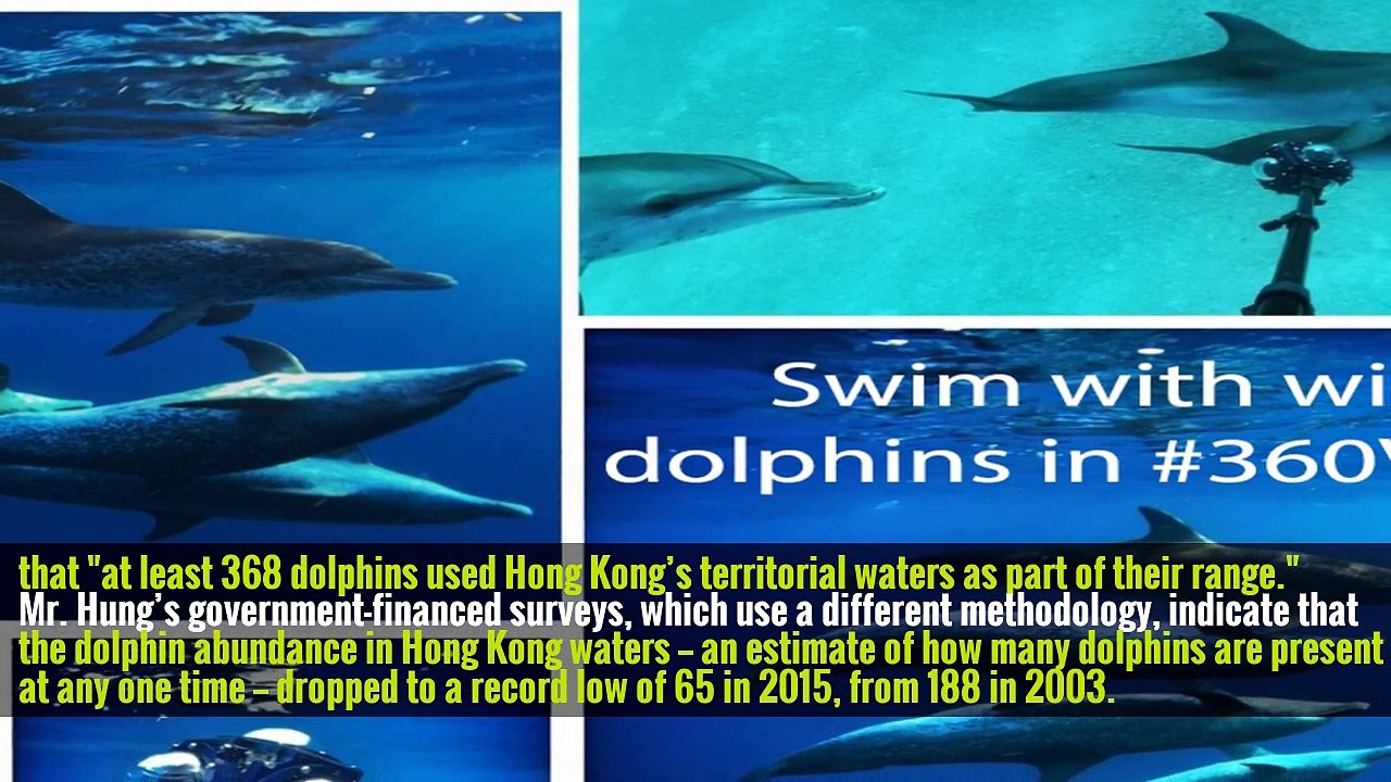 Hong Kong Wants a 3rd Runway. Will Its Dolphins Pay the Price?