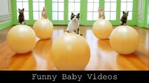 Try not to laugh. Best Animals Fail & Wins Compilation Ever !! Funny Hahahah !!