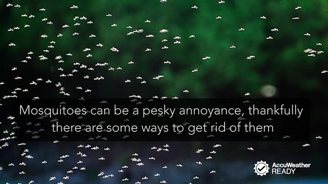 How to protect your home from mosquitoes