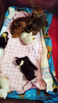 Vous ne verrez rien de plus mignon aujourd'hui que tous ces bébés animaux d'un zoo