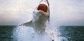 Saut du grand requin blanc- requin blanc filmé en saut