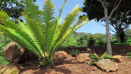 Woah! Part of Jurassic Park was filmed here