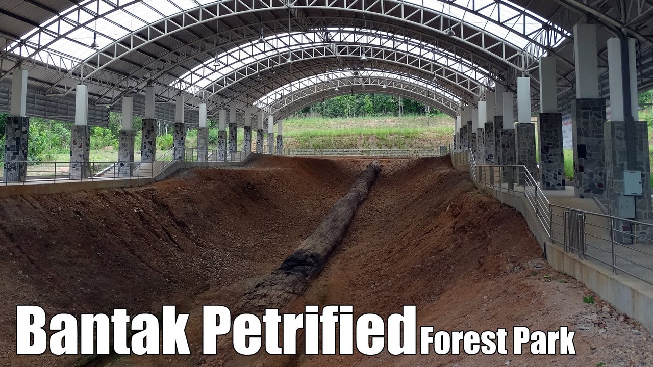 Bantak Petrified Forest Park วนอุทยานไม้กลายเป็น World's largest fossil tree
