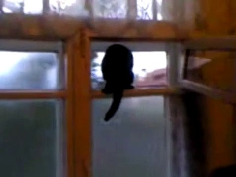 Un chat pris en flag en train d'imiter le chien... Vilain