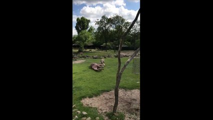 Attaque violente d'une girafe par une antilope dans un parc zoologique