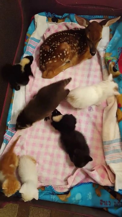 Quoi de plus adorable que tout ces bébés animaux trop chou