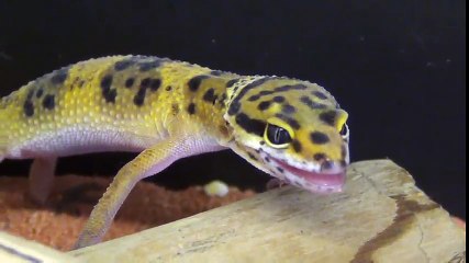 Un petit Gecko léopard qui a peur d'une mouche lance un bruit de crissement aigu