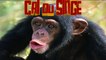 CRI du SINGE Bruit du Singe MONKEY sounds -  Verso della scimmia - Monkey sound