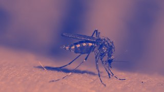 Comment bien se protéger des moustiques ?