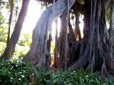 ¡¡ Ficus gigante-Ficus giant !!