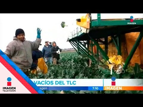 Quiénes ganan y pierden en el TLCAN | Noticias con Francisco Zea