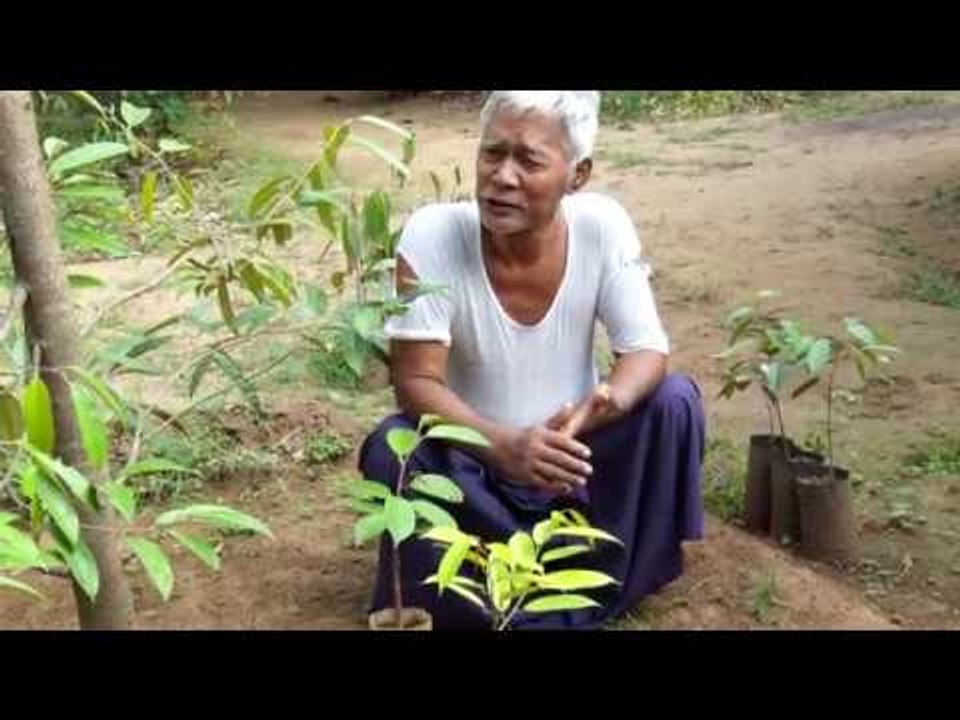 ဒူးရင္းပင္စုိက္ပ်ဳိးျခင္း အပုိင္း(၂)