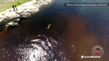 Beluga whale stranded in a river in New Brunswick