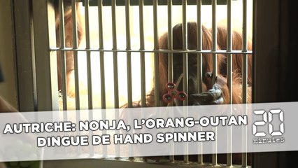 Autriche: Nonja, l'orang-outan dingue de hand spinner