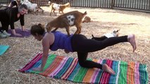 'Goat yoga' craze takes off in US