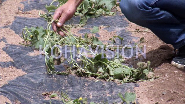 Reshjet e një dite ia prishën 90 për qind të të mbjellave bujkut nga Gjilani