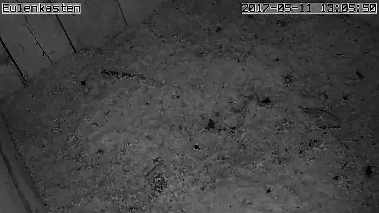 Turmfalken, 11.05.2017 #3