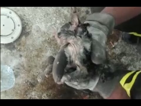 Livorno - Gattino cade nello scarico di una piscina, salvato dai Vigili del Fuoco (15.06.17)