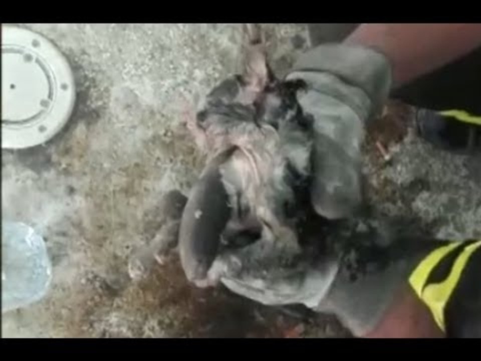 Livorno - Gattino cade nello scarico di una piscina, salvato dai Vigili del Fuoco (15.06.17)