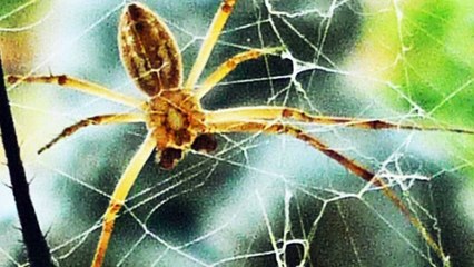 5 ARANHAS MAIS SINISTRAS DO MUNDO