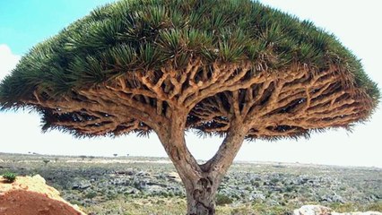 5 ARVORES MAIS IMPRESSIONANTES QUE EXISTEM