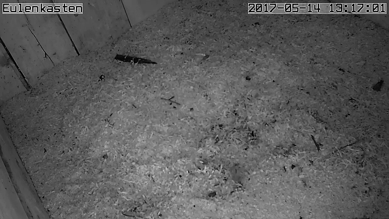 Turmfalken, 14.05.2017 #1