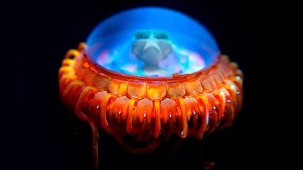 5 CRIATURAS AQUÁTICAS QUE SUPOSTAMENTE SÃO ALIENÍGENAS