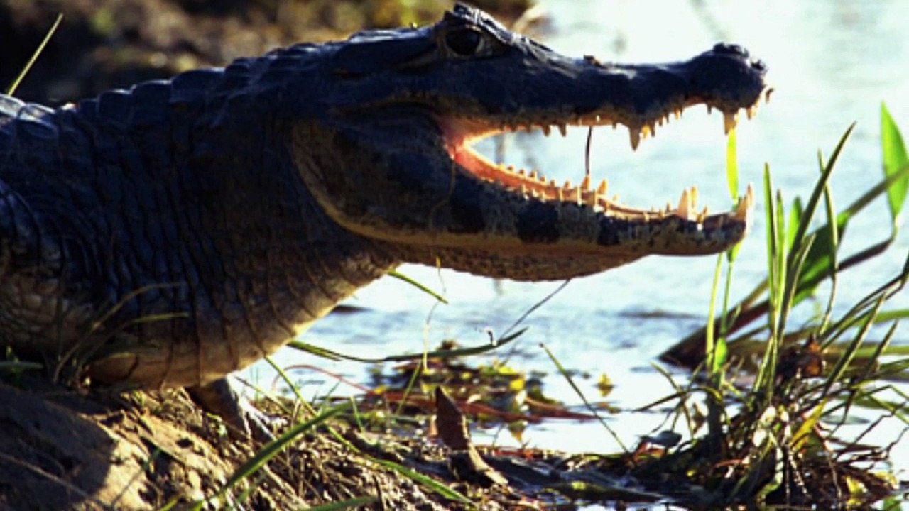 5 CRIATURAS ASSUSTADORAS ENCONTRADAS NA AMAZONIA