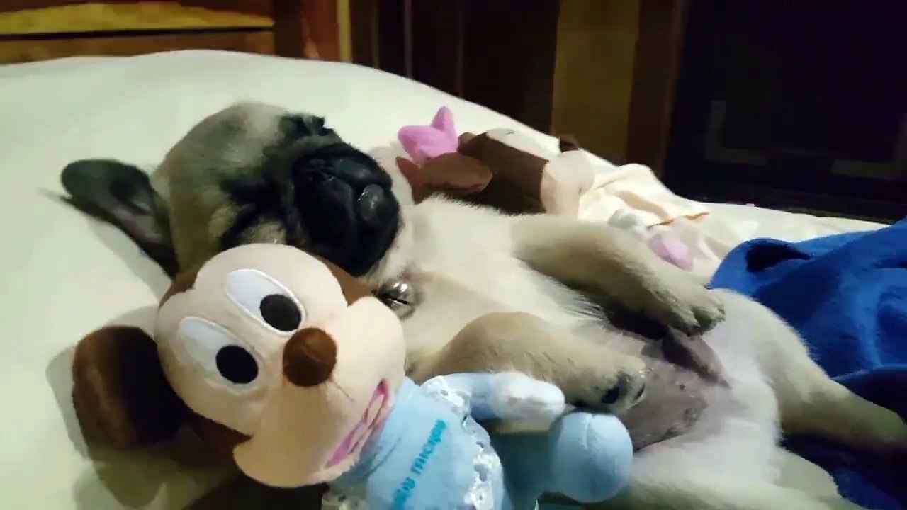 Snug as a Bug in a Rug