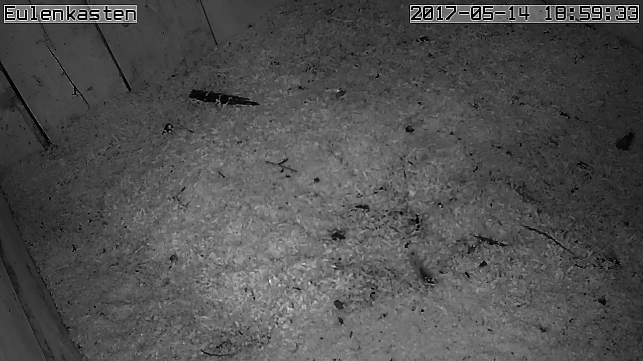 Turmfalken, 14.05.2017 #2