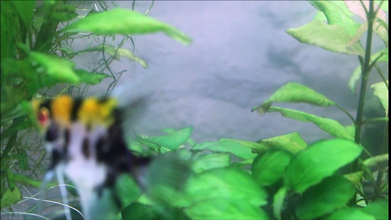 Première ponte jeunes scalaires