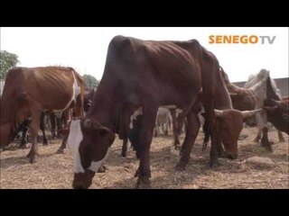 Senego TV Chiekh Amar offre 30 boeufs a la famille de Seydi El hadji Malick