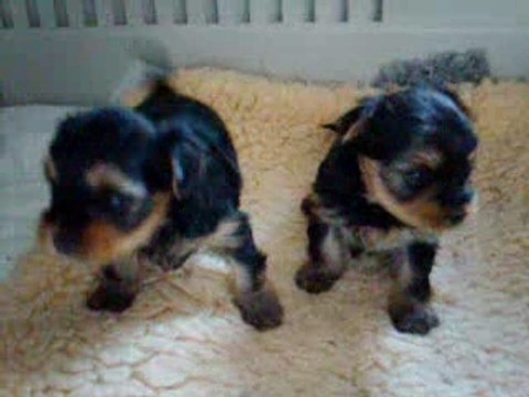 Portée du 13/10/2007