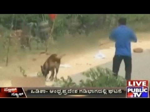 Bomb Planted By Maoists Severely Injures Search Dog In Orissa-Andhra Pradesh Border