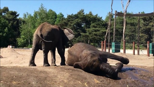 Les pauvres bêtes ont vraiment très chaud !