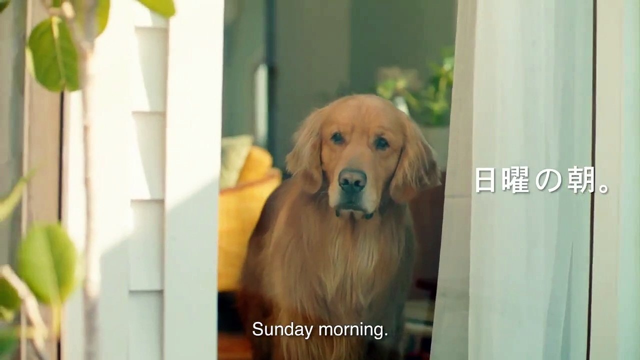 Trop mignonne cette pub et le chien trop envie de lui faire un gros câlin il a une tête trop triste  heureusement ca se termine bien 