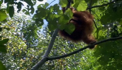 Life 10l10 - Les primates