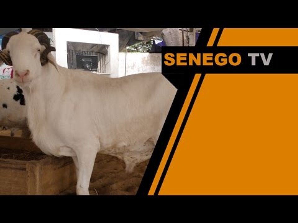 Senego TV  Moutons VIP